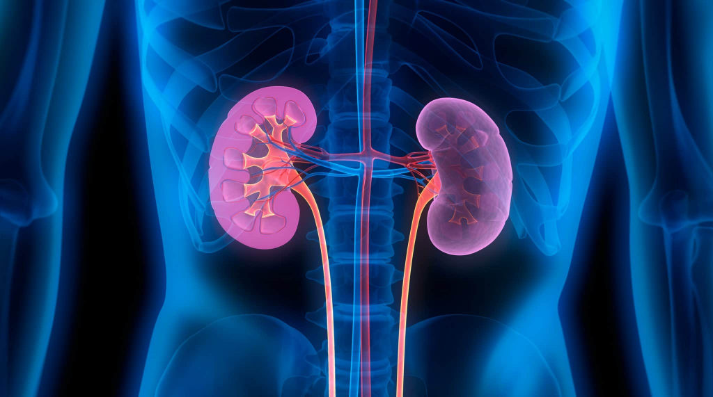 Kidney disease and the Alport syndrome